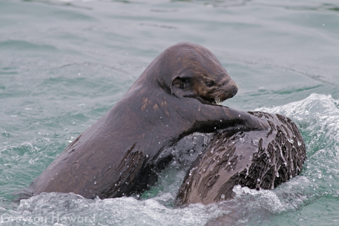 Sea Otter Elkhorn Slough
